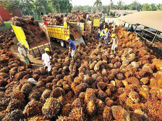 processus d’huile de palme – raffinage de l’extraction de l’huile de palme au Costa Rica